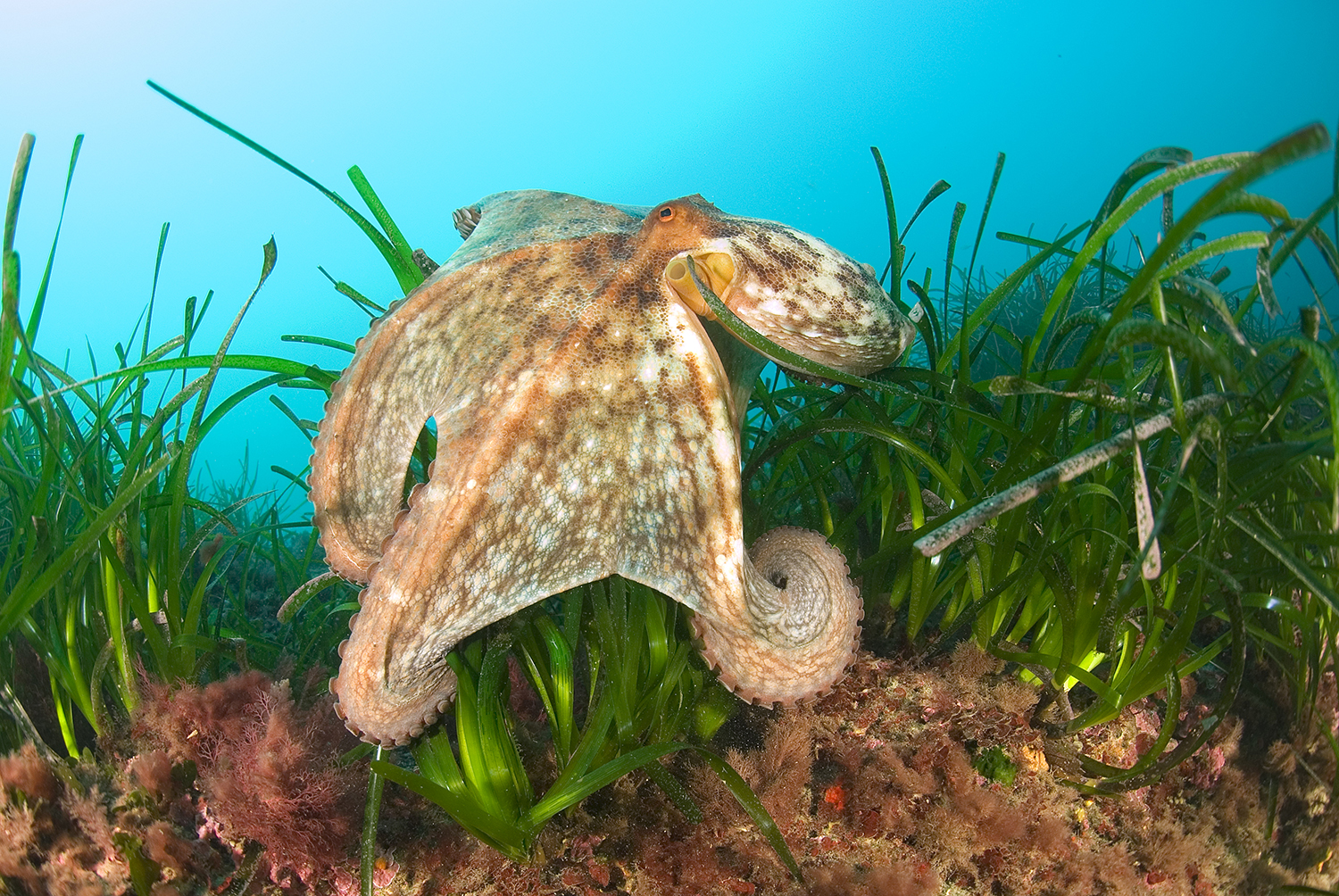 Octopus-vulgaris