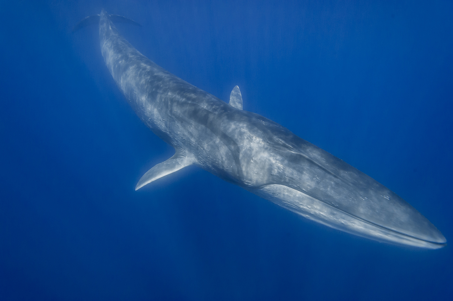 Fin-whale-observation
