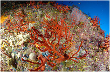 a-la-une-coralligene-miniature