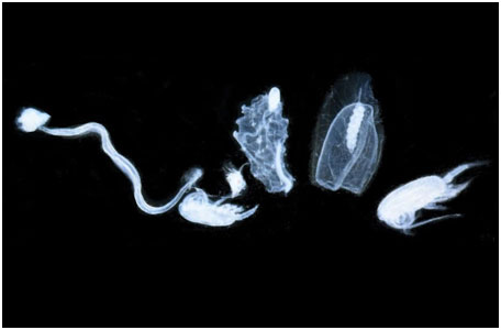 a-la-une-zooplancton-miniature